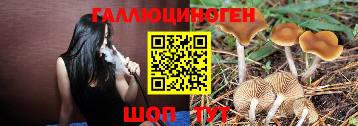 Чернушка  Галлюциногенные грибы Psilocybine cubensis  Вход с VPN 